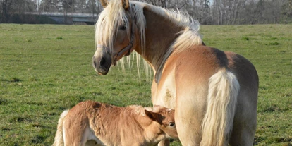 vakantie op de boerderij - Tiere am Hof: Ponys - Brandenburg - Haflingerzucht - Haflingerhof Noack