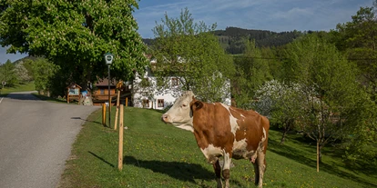 Urlaub auf dem Bauernhof - Fahrzeuge: Güllefass - Scheibbsbach - Unsere Kühe dürfen auf die Weide. - Ferienhof Pfaffenlehen