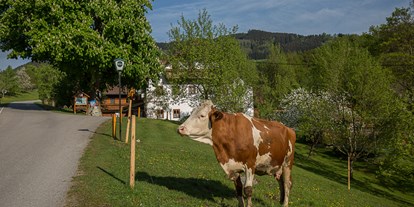 Urlaub auf dem Bauernhof - Umgebung: Urlaub in den Hügeln - Mendling - Unsere Kühe dürfen auf die Weide. - Ferienhof Pfaffenlehen