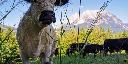 Urlaub auf dem Bauernhof - Tiere am Hof: Kühe - Tamsweg - Lutzmannhof