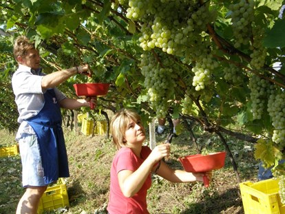vacanza in fattoria - Art der Landwirtschaft: Weinbau - Kerschbamerhof im Süden Südtirols