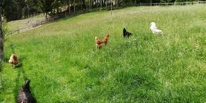 Urlaub auf dem Bauernhof - Mithilfe beim: Tiere füttern - Fehring - Glückliche Hühne - Geschmackvolle Eier - Kindererlebnis-Bauernhof Perhofer