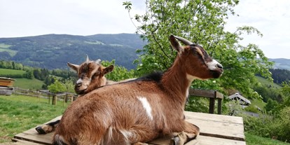 Urlaub auf dem Bauernhof - Umgebung: Urlaub in den Wäldern - Steiermark - Zwergziegen unsere neugierigen Vierbeiner - Kindererlebnis-Bauernhof Perhofer
