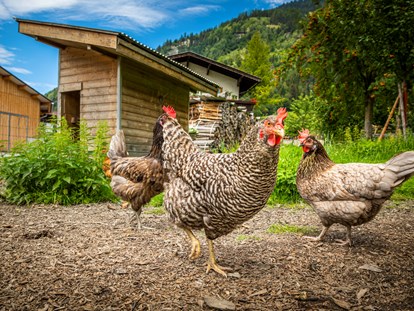 vacanza in fattoria - Mithilfe beim: Eier sammeln - Austria - Bio-Ferien-Bauernhof Moarbauer