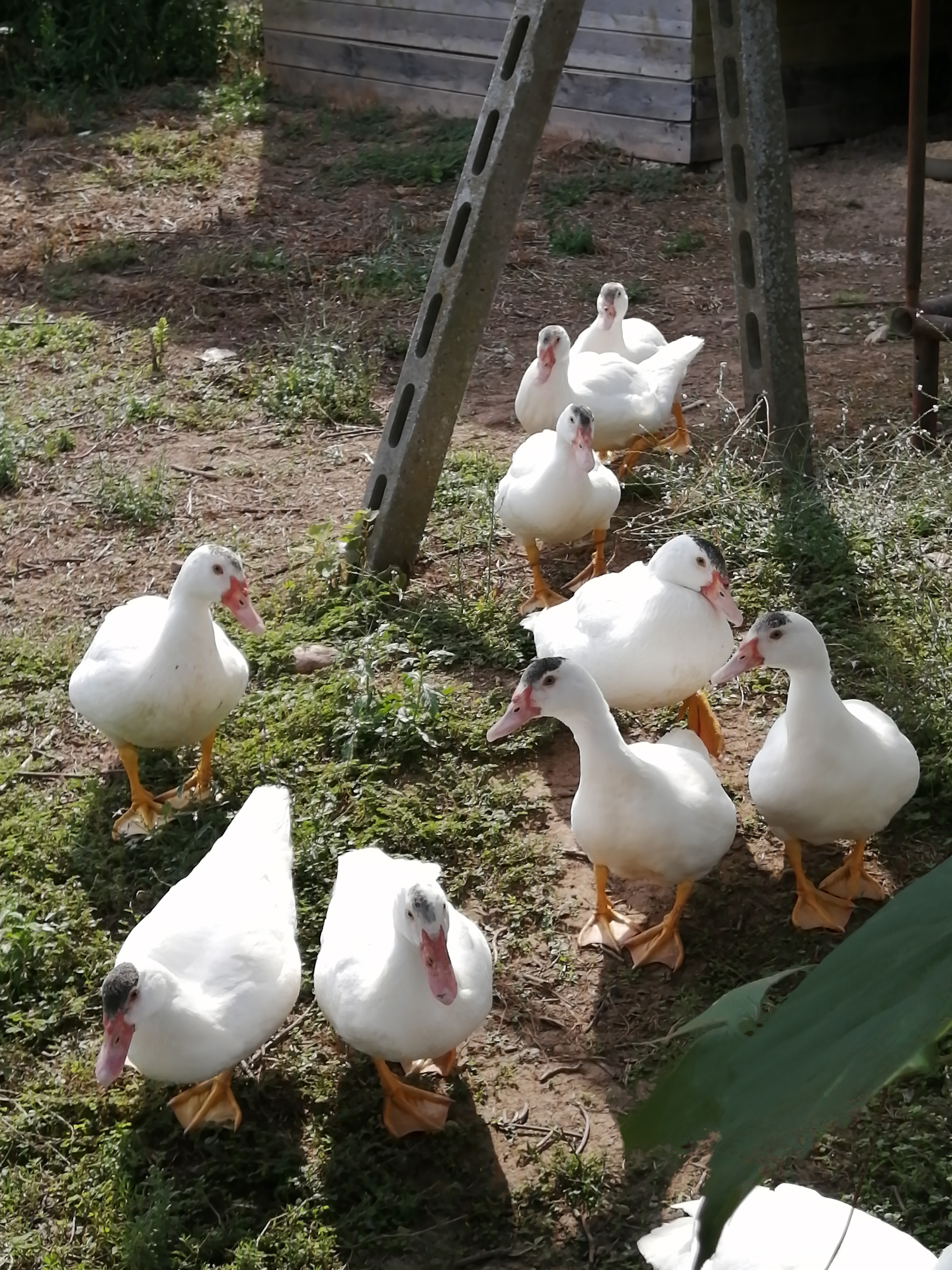 Ferien Bauernhof - Animali - Agriturismo Nuvolino - Monzambano