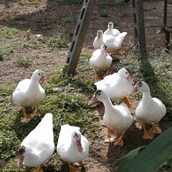 Urlaub auf dem Bauernhof: Animali - Agriturismo Nuvolino - Monzambano