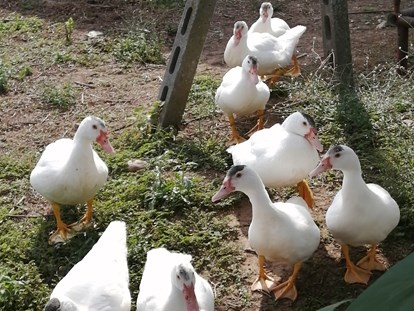 Urlaub auf dem Bauernhof - Tiere am Hof: Hühner - Animali - Agriturismo Nuvolino - Monzambano