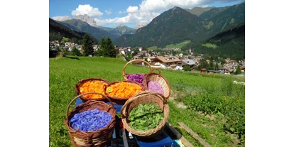 Urlaub auf dem Bauernhof - Verleih: Mountainbike - Brixen / St. Andrä - I nostri campi e le piante che coltiviamo - Fiores Eco-Green Agriturismo e Azienda Agricola Biologica