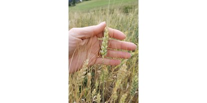 vacanza in fattoria - absolute Ruhelage - Eppan - Frumento tenero, grano saraceno, farro e segale - Fiores Eco-Green Agriturismo e Azienda Agricola Biologica