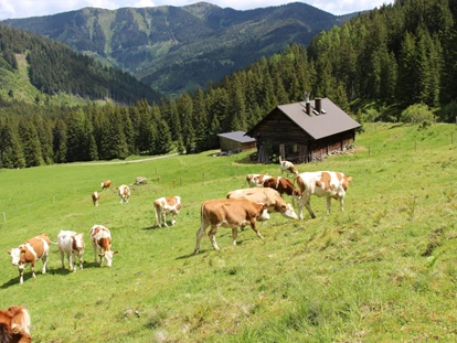 dovolená na farmě - selbstgemachte Produkte: Käse - Salza - Bio Bauernhof Braun