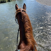 Ferien Bauernhof - Pferdewochen im Mai und Juni