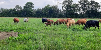 vacation on the farm - Tiere am Hof: Ponys - North Rhine-Westphalia - Ferienhof Bettmann