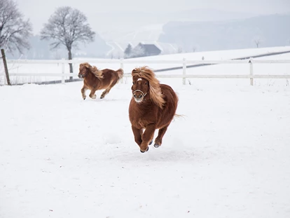 Urlaub auf dem Bauernhof - Brötchenservice - Bad Berleburg - Pony im Winter - Hardthof-Sauerland