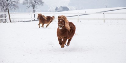 Urlaub auf dem Bauernhof - Schwimmmöglichkeit: Innenpool - Deutschland - Pony im Winter - Hardthof-Sauerland