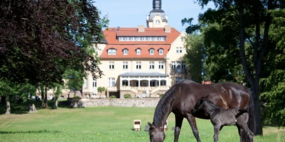 vakantie op de boerderij - geeignet für Events - Züsow - Bernsteinschloss - Bernsteinland Wendorf