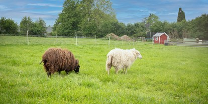Urlaub auf dem Bauernhof - Tiere am Hof: Schafe - Deutschland - Urlaubsbauernhof Lindenhof