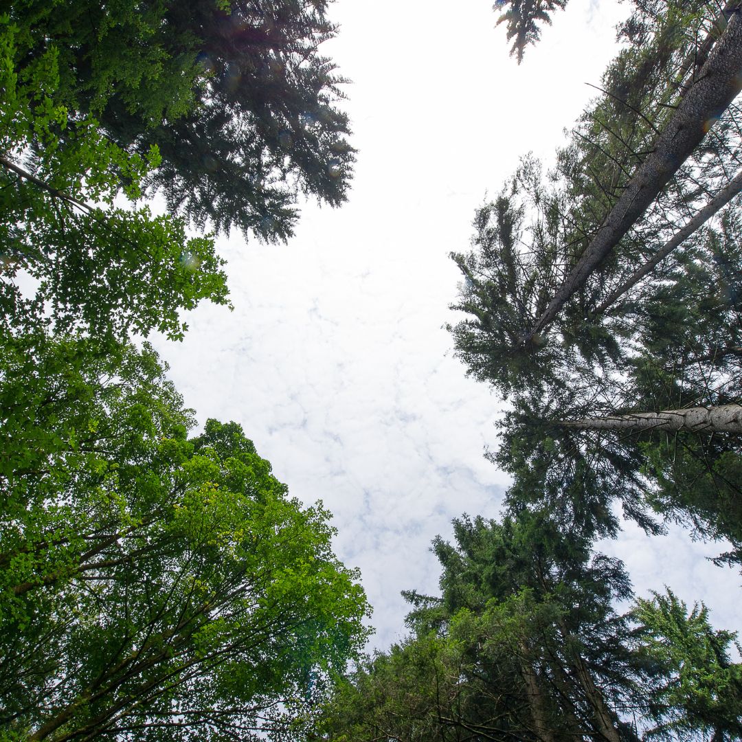Vakantieboerderij - Symbolbild für Urlaub auf einem Bauernhof - Ferienhof Nordseeblick