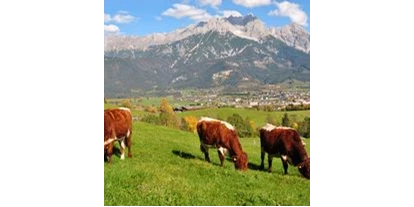 vakantie op de boerderij - Tiere am Hof: Kühe - Erlfeld - Vorderkasbichlhof - Pension Schmiderer