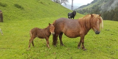 počitnice na kmetiji - Tiere am Hof: Ponys - Unterberg (Großarl, Dorfgastein) - Unsere Ponys - Reiterhof Seiterhof