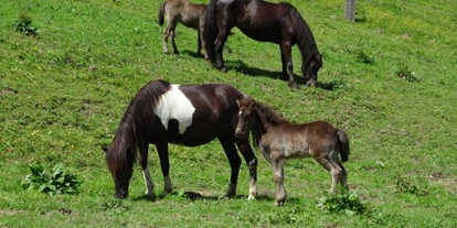 počitnice na kmetiji - Tiere am Hof: Ponys - Unterberg (Großarl, Dorfgastein) - Unsere Islandpferde - Reiterhof Seiterhof