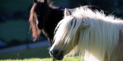 Urlaub auf dem Bauernhof - Tiere am Hof: Ponys - Neuseß - Reiterhof Seiterhof
