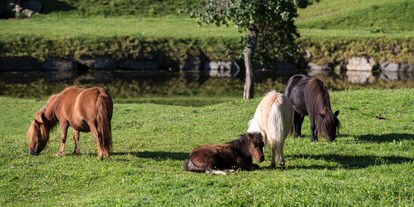 vacanza in fattoria - Tiere am Hof: Ponys - Mitterberg (Mitterberg-Sankt Martin) - Reiterhof Seiterhof