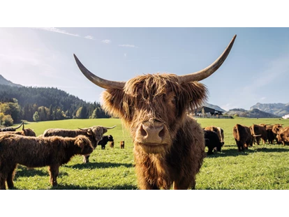 Urlaub auf dem Bauernhof - Tagesausflug möglich - Bsuch - Hochlandrinder - Feriengut Unterhochstätt