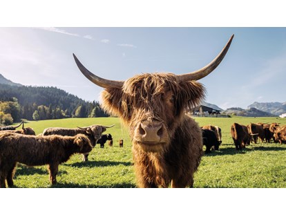 Urlaub auf dem Bauernhof - Mithilfe beim: Tiere füttern - Reith im Alpbachtal - Hochlandrinder - Feriengut Unterhochstätt