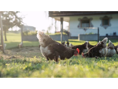 Urlaub auf dem Bauernhof - Verleih: Wanderstöcke - Obsmarkt - Hühner - Feriengut Unterhochstätt