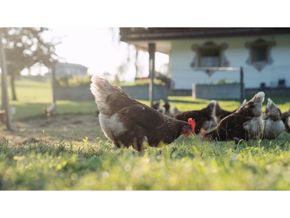 Urlaub auf dem Bauernhof - Österreich - Hühner - Feriengut Unterhochstätt