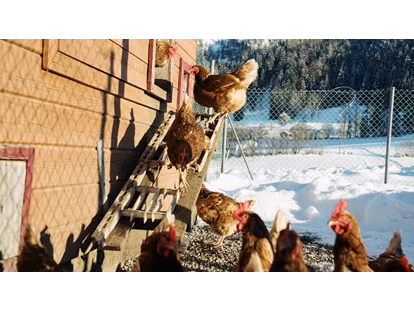 Urlaub auf dem Bauernhof - Tagesausflug möglich - Bsuch - Hühner - Feriengut Unterhochstätt