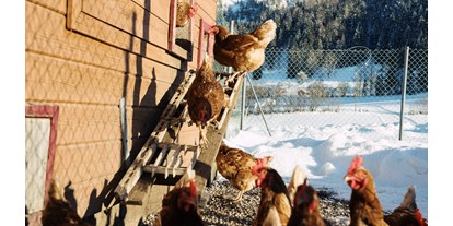 Urlaub auf dem Bauernhof - nachhaltige Landwirtschaft - PLZ 6233 (Österreich) - Hühner - Feriengut Unterhochstätt