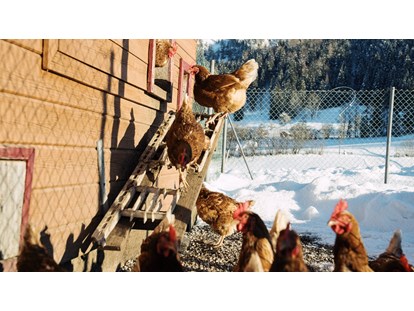 Urlaub auf dem Bauernhof - Mithilfe beim: Tiere füttern - Hühner - Feriengut Unterhochstätt