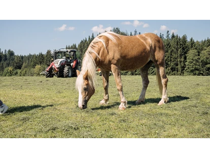 Urlaub auf dem Bauernhof - Tiere am Hof: Pferde - Söll - Pferde - Feriengut Unterhochstätt