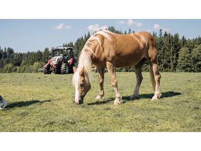 vacanza in fattoria - Tiere am Hof: Ponys - Waging am See - Pferde - Feriengut Unterhochstätt