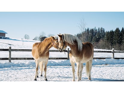 Urlaub auf dem Bauernhof - Jahreszeit: Winter-Urlaub - Pferde - Feriengut Unterhochstätt