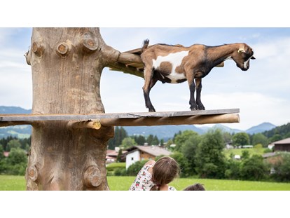 Urlaub auf dem Bauernhof - Mithilfe beim: Tiere füttern - Reith im Alpbachtal - Ziegen - Feriengut Unterhochstätt