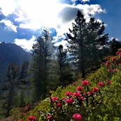 Ferme de vacances - Frühsommer, die Alpenrose blüht - Familienhit im Frühsommer