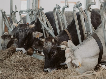 Urlaub auf dem Bauernhof - Tiere am Hof: Kühe - Italien - Im Laufstall gibts immer Heu und Wasser - Gogerer Hof