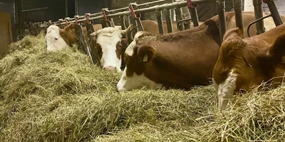 Urlaub auf dem Bauernhof - Mithilfe beim: Tiere füttern - Bsuch - Kühe - Finkhof Appartements