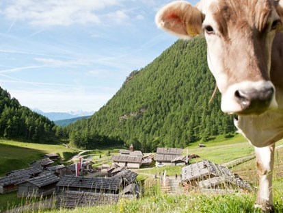 vacation on the farm - Lechnerhütte