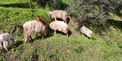 Urlaub auf dem Bauernhof - Klassifizierung Blumen: 3 Blumen - Animali al pascolo - Fattoria di Grenne - Azienda Agrituristica Piccolo 