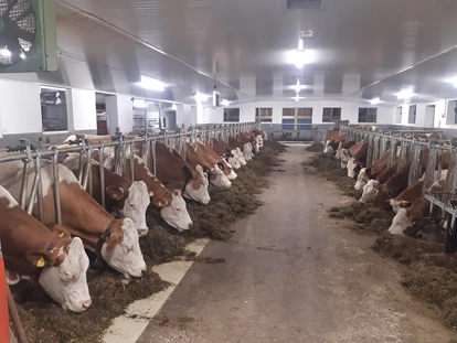 vakantie op de boerderij - Tiere am Hof: Kühe - Erlfeld - Baby- und Kinderferienbiobauernhof Sinnhubbauer