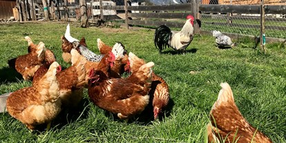 Urlaub auf dem Bauernhof - Mithilfe beim: Tiere füttern - Leutasch - Hühner - Kinderbauernhof Albeineler Pitztal Tirol
