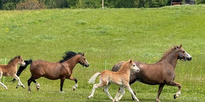 Urlaub auf dem Bauernhof - Tiere am Hof: Streicheltiere - Plöven - Pferde - Kinderbauernhof Albeineler Pitztal Tirol