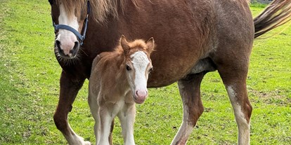 Urlaub auf dem Bauernhof - Mithilfe beim: Tiere füttern - Leutasch - Pferde - Kinderbauernhof Albeineler Pitztal Tirol
