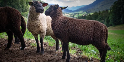 Urlaub auf dem Bauernhof - Unsere Schafe
 - Berghof Montpelon