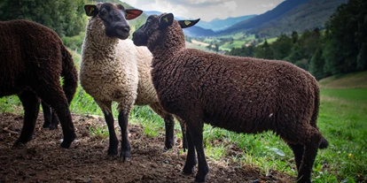 vacation on the farm - Unsere Schafe
 - Berghof Montpelon