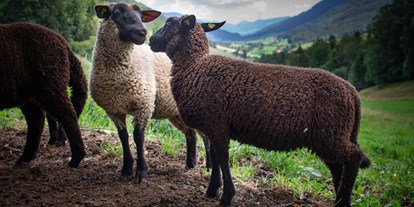 Urlaub auf dem Bauernhof - Tiere am Hof: Streicheltiere - Gänsbrunnen - Unsere Schafe
 - Berghof Montpelon