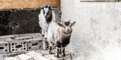 dovolená na farmě - Frühstück - Švýcarsko - Unsere Zwerggeissen - Berghof Montpelon